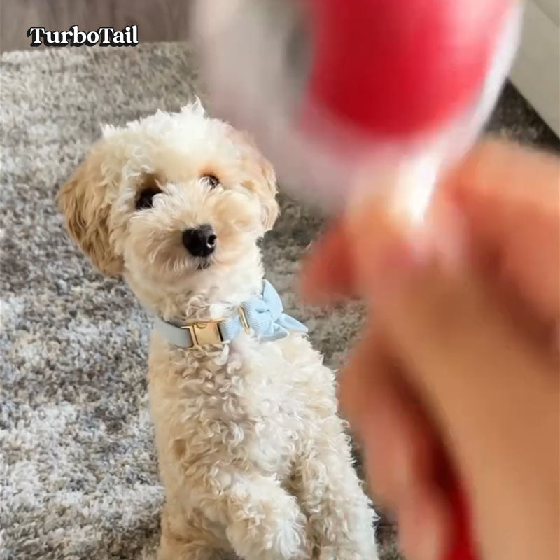 Dog eager to play with self-rolling interactive ball toy