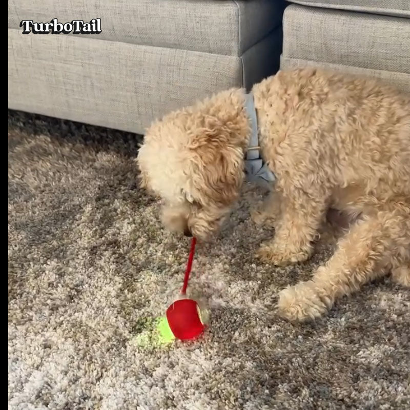 Dog catching tail attachment on interactive rolling ball