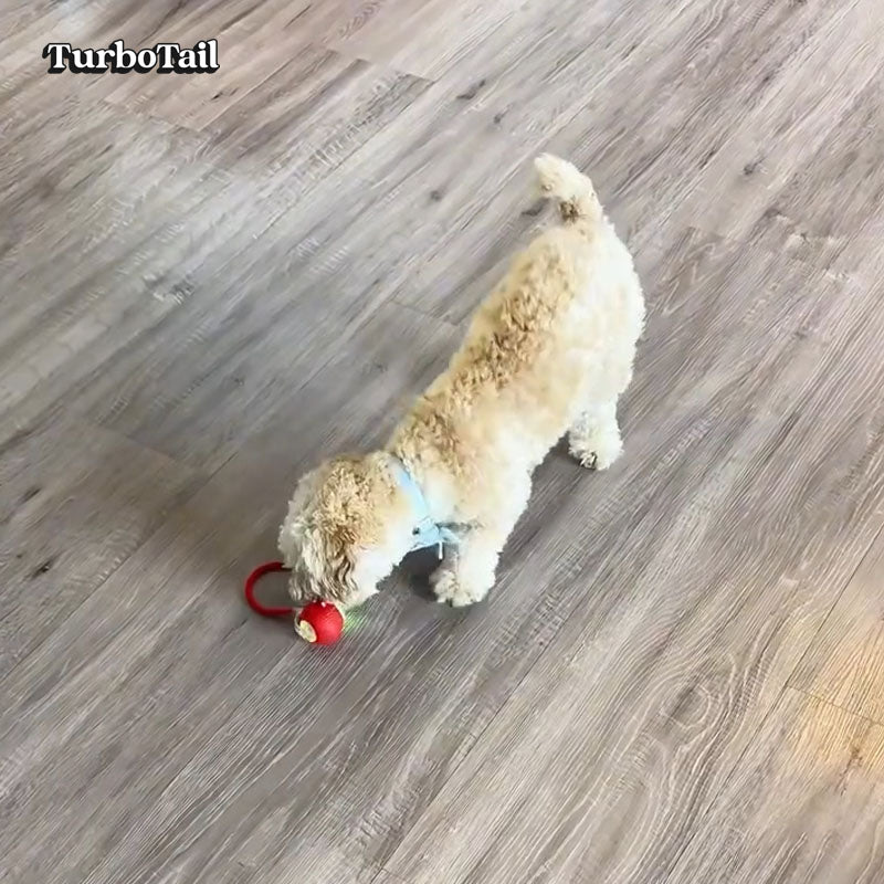 Dog investigating automatic rolling ball toy