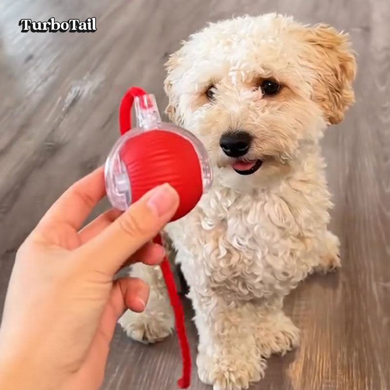 Small dog watching interactive self-rolling ball toy on floor