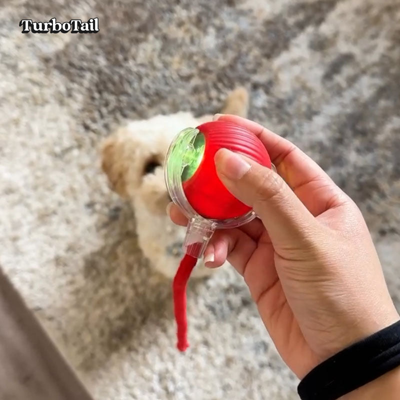Owner holding smart ball toy with dog waiting to play