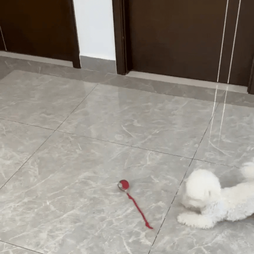 Dog chasing smart rolling ball toy with tail attachment on tiled floor