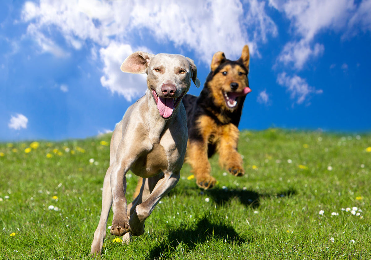 Cheeky Paw: Australia's Favourite Smart Toys for Pets