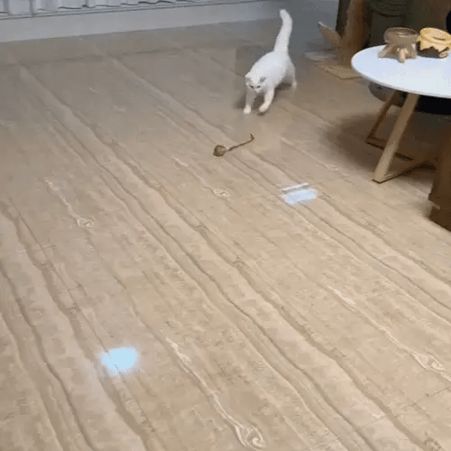 Cat chasing interactive self-rolling ball toy across living room floor