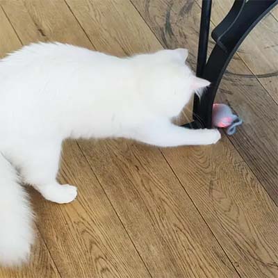 White cat playing with a toy on a wooden floor