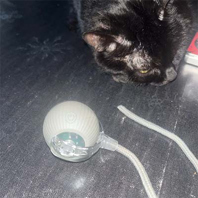 Black cat interacting with a white ball toy on a dark surface
