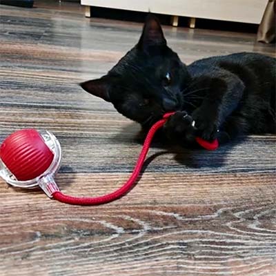 Black cat playing with a red ball toy on a wooden floor