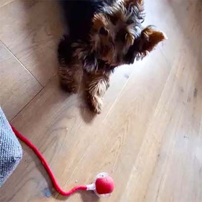 Small dog playing with a red ball on a wooden floor