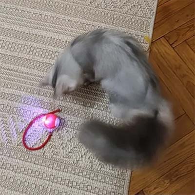 Cat playing with a glowing red object on a textured floor